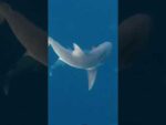 Open ocean with hundreds of sharks #shorts